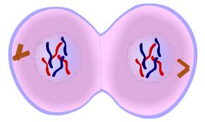 chromosomes example mitosis flip book example