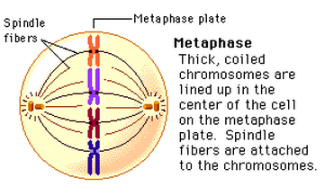 prophase 2 definition